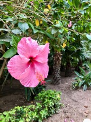 pinke Hibiskusblüte © Nina