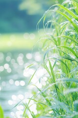 Obraz premium green grass background