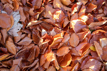 autumn leaves in the sun