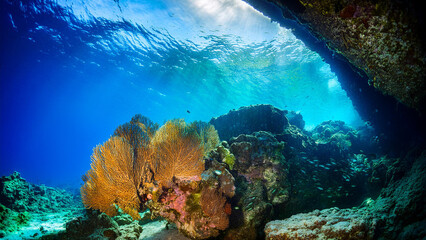 coral reef in sea