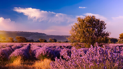 lavender field at sunset