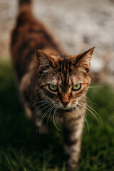 Fototapeta premium portrait of a cat with green eyes