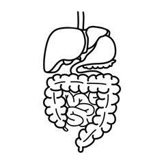 Graphic vector illustration of human digestive system. Liver, gallbladder, pancreas, stomach and intestines.Linear design isolated on white background.Medical elements for use in banner,card.