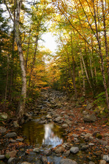 Autumn Color Along Stream in the White Mountains of New Hampshire