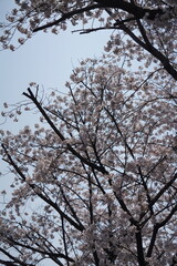 Fototapeta premium 벚꽃
