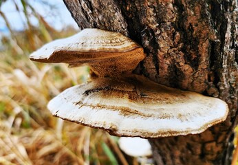 mushrooms in the forest