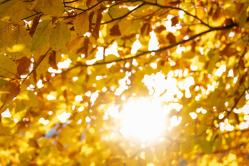 Golden autumn leaves against a bright blue sky create a vibrant seasonal scene. Perfect for nature...