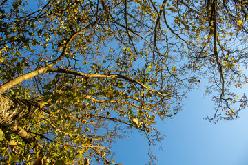 Fototapeta premium autumn tree on the blue sky