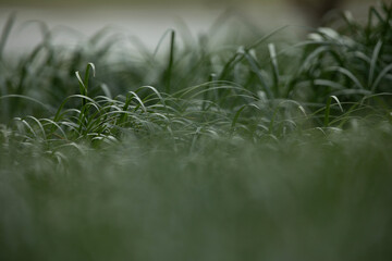 grass