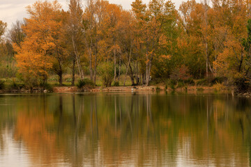 couleurs d'automne au bord d'un étang