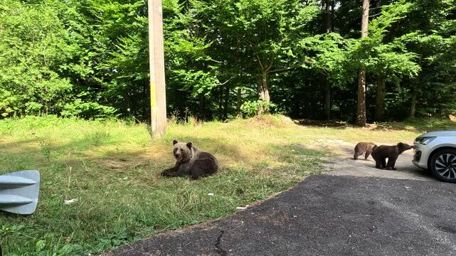 Mother bear and her cub approach a parked car at the forest's edge, showcasing a natural encounter between wildlife and human presence in a suburban setting