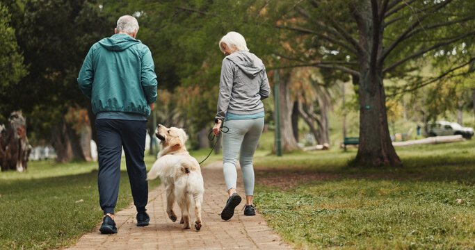 Back, old couple and walking dog in park together for outdoor fitness, health or wellness. Exercise, hobby or leisure with senior man and woman training pet Labrador in nature for animal obedience