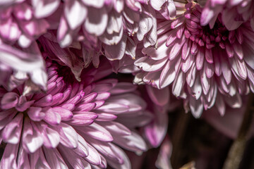 Obraz premium Macro Details of a Chrysanthemum Flower