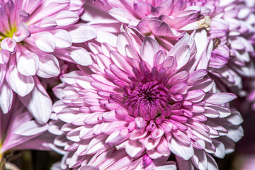 Obraz premium Macro Details of a Chrysanthemum Flower