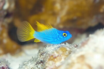 Electric Blue Damsel in Coral Outcrop A neon blue damselfish