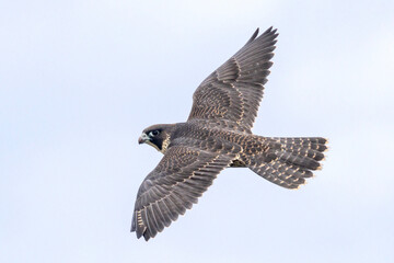 Obraz premium Australian Peregrine Falcon in flight
