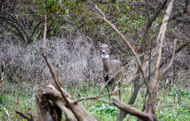 Michigan November Bucks and Does Deer