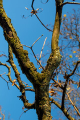 Fototapeta premium autumn leaves and tree against blue sky