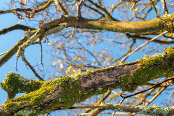 Fototapeta premium autumn leaves and tree against blue sky