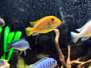 A goldfish in an aquarium against the background of algae and other fish. Aquariums and the underwater world. Vertebrates