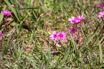 Obraz premium Pasto cubierto de flores rosadas