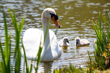 A graceful swan floats serenely on a calm lake, accompanied by two fluffy cygnets. The scene is framed by vibrant green reeds, showcasing the beauty of nature and parenthood.