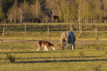 horses in a field