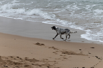 Playful dog enjoying on sandy beach on Saint Jean de Luz, France
