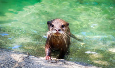 An Otter Stepping out of the Water, Looking Curiously at the Camera