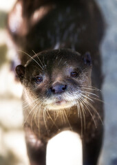 An Otter Looking Curiously at the Camera