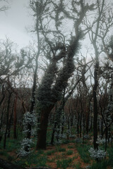 Fototapeta premium Eucalyptus tree forest