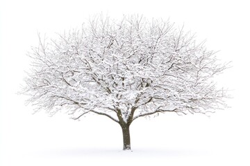 Obraz premium A single, bare-branched tree covered in fresh snow stands against a white background.