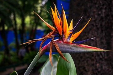 Flor ave del para&iacute;so