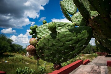 Nopal con su fruto