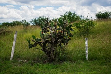 Arbol de nopal