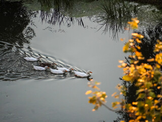 A small flock of white ducks glides serenely across the surface of a dark river. The water is still, reflecting the muted colors of the surrounding autumnal foliage.