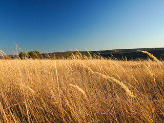 A field of tall, golden grass ripples in a light wind against a backdrop of a clear blue sky and distant trees. The late afternoon sun bathes the scene in warm light.
