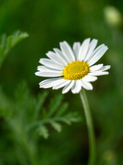 Obraz premium Close-up view of a white daisy with a yellow center. The daisy is in focus, while the background shows blurred green foliage. Sunlight illuminates the delicate petals.