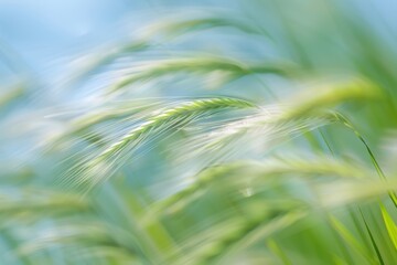 Gentle breeze sways tall grass in a tranquil meadow at golden hour, capturing the essence of nature's beauty and serenity during sunset