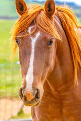 On the Farm: Horses in the paddock