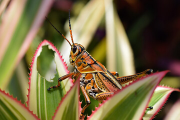 Eastern Lubber Grasshopper