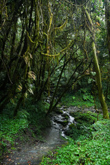 A small waterfall crossing a jungle road in Annapurna Conservation area, Nepal