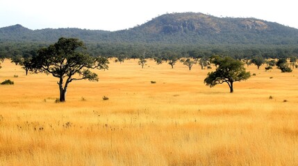 Obraz premium African grassland with some trees