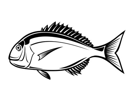 Stencil illustration of a Pagrus major, red seabream, red pargo, red porgy or silver seabream, a marine ray-finned fish in the family Sparidaeon viewed from side done in black and white retro style.