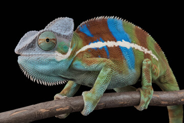 Obraz premium A green and blue striped lizard is perched on a branch. The lizard has a blue stripe on its back and a blue stripe on its tail. Black background