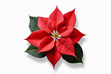 Poinsettia Christmas Eve flower with leaves isolated on white background. Red Winter Rose Poinsettia isolated on white background