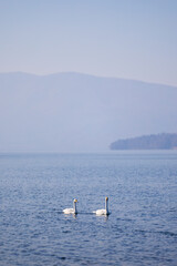 Obraz premium 屈斜路湖の白鳥