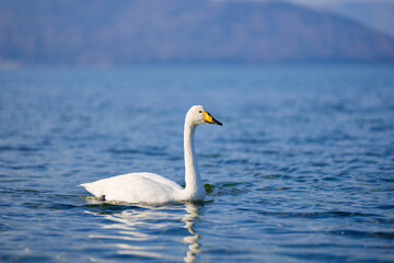 Obraz premium 屈斜路湖の白鳥