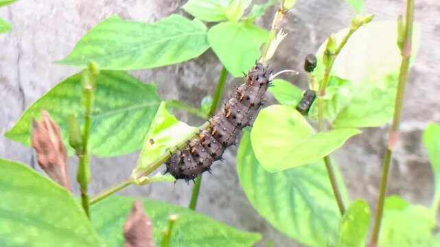 black caterpillar