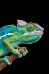Obraz premium A green and blue chameleon is perched on a branch. The chameleon has a green head and a blue body. Black background